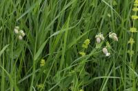 Silene vulgaris