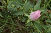 Rosa canina