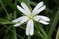 Rabelera holostea