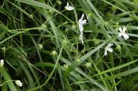 Rabelera holostea