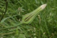 Tragopogon pratensis