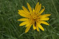 Tragopogon pratensis