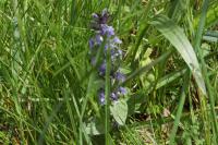 Ajuga reptans
