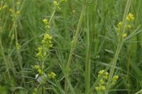 Galium verum