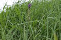 Muscari comosum