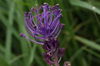 Muscari comosum