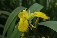 Iris pseudacorus