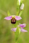 Ophrys apifera