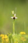 Ophrys apifera