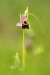 Ophrys holosericea