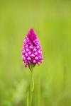 Anacamptis pyramidalis