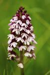 Orchis purpurea