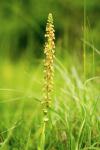 Orchis anthropophora