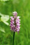 Orchis simia