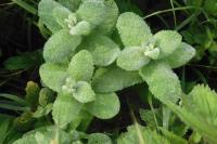Mentha suaveolens