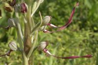 Himantoglossum hircinum