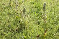 Himantoglossum hircinum