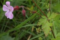 Geranium robertianum