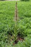 Himantoglossum hircinum