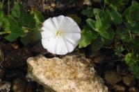 Convolvulus arvensis