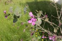 Lunaria annua