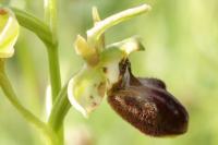 Ophrys aranifera