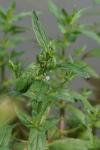 Veronica anagallis-aquatica