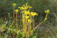 Petrosedum rupestre