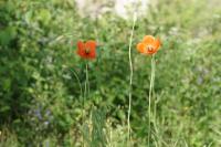 Papaver dubium