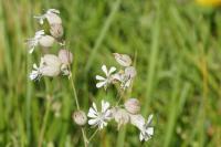 Silene vulgaris