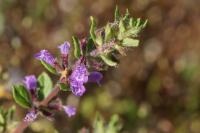 Ziziphora acinos