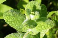 Mentha suaveolens