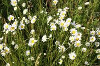 Leucanthemum vulgare