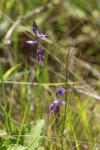 Polygala vulgaris