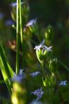 Sherardia arvensis