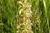 Himantoglossum hircinum