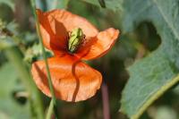Papaver dubium