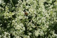 Galium album