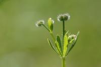 Galium aparine