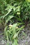 Colchicum autumnale