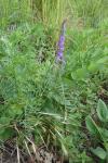 Vicia cracca