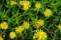 Inula salicina