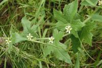 Bryonia dioica