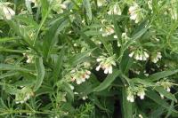 Symphytum officinale