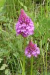 Anacamptis pyramidalis