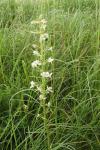 Platanthera chlorantha