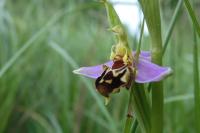 Ophrys apifera
