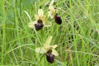 Ophrys aranifera