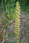 Orchis anthropophora