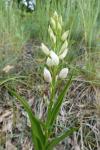 Cephalanthera longifolia